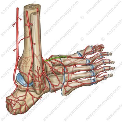 Dorsal artery of the foot (a. dorsalis pedis)